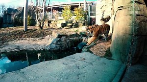 6.4K views · 283 reactions | It's going to be a great weekend to get up-close to cats at Cleveland Metroparks Zoo! https://buff.ly/2FQQHzk | Cleveland Metroparks Zoo | Facebook