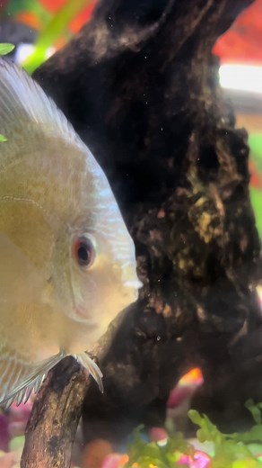 Pez disco 💙#fyp #acuario #acuarioABC #parati #guatemala🇬🇹 #zona1 #peces #pezdisco #belleza