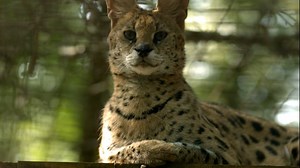 Serval, Lynx, Cat, Pet, Feline