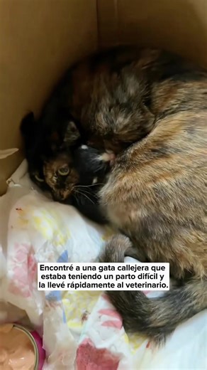 I found a stray cat having difficulty giving birth, so I quickly took it to the veterinarian.#animals #Foryou #Friendship #Us