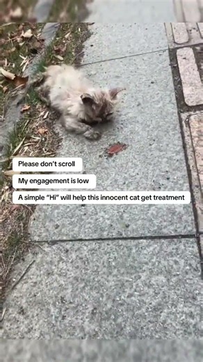 Help us give this sick cat a second chance. Donate today. ❤️ link in bio