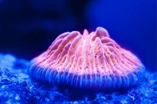 Plate coral care: placement, light & feeding of Fungia coral