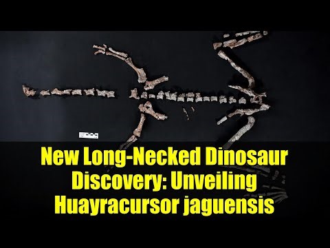 New Long-Necked Dinosaur Discovery: Unveiling Huayracursor jaguensis