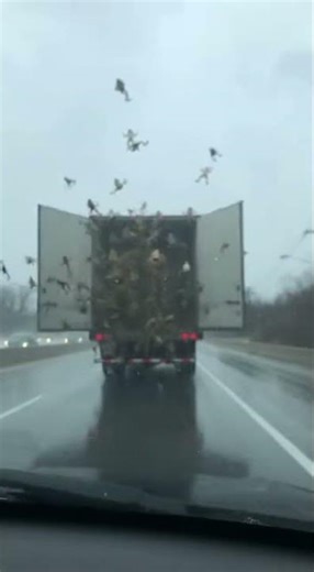 2017 Frog Truck Incident