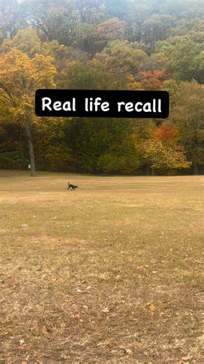 What you see here is called "stimulus control" . My dog is in a full chase mode, locked onto another dog. And one cue can instantly redirects her . When you have this level of control, you can actually easily stop/interrupt and change your dog's motor patterns (chase) in a single moment . Most dogs can recall during training exercises. Very few can do it in a full chase. Especially, without an e-coller. . #dogtraining #nycdogtrainer #dog #dogtrainingtips #dogtrainingadvice | Who's A Good Boy Ind