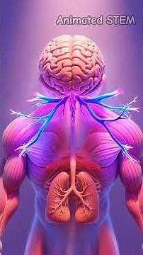 Your Pain Has a Message — What Your Body Is Trying to Tell You (3D Medical Animation)