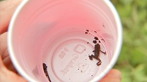 Toads cross a Philadelphia road safely thanks to volunteers