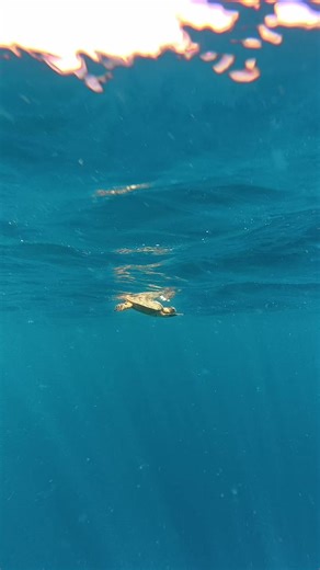 Explore the Beauty of Island Travel in Maldives