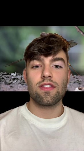 These Giant Parasitic Wasps have a drill they use to paralyze the larvae of other wasps, and then lay their larvae on top of it. They’re kind of like Reapers from Mass Effect. #giantwasp #criticalforce #euler #biomimicry