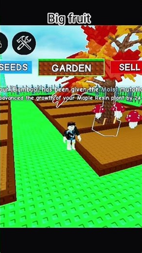 maple resian seed grow a garden