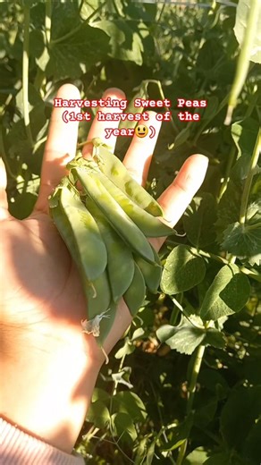 Harvesting Sweet Peas 💚
