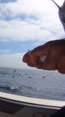 Bluefin Tuna Fishing with Live Sardines at San Diego Nine Mile Bank