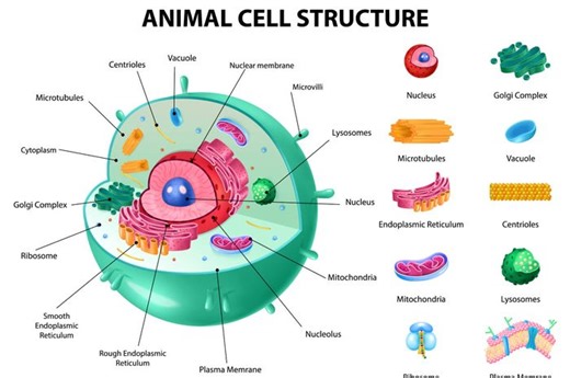 Mengenal Berbagai Jenis Sel pada Makhluk Hidup dan Cirinya, Materi Biologi - Bobo