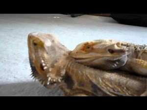 Bearded dragons mating