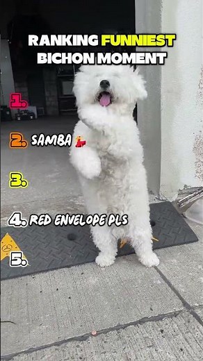 🐶😂 Ranking the Funniest Bichon Moments Ever!