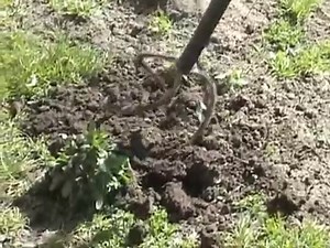 культиватор "торнадо"