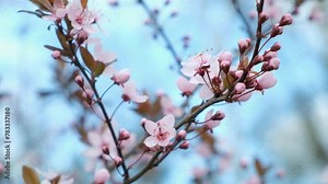 Flowering red-leaved Prunus cerasifera Pissardi cherry plum in spring.