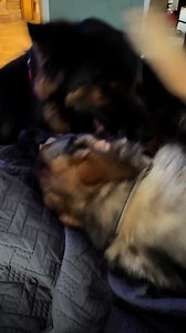 105K views · 8.4K reactions | WARNING: This video contains two vicious German Shepherds fighting. Watch at your own risk! | Moose Tries His Best | Facebook