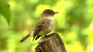 Birds of North Carolina: Top 29 Beautiful Backyard Wonders!