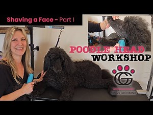 Shaving a Poodle Face - Poodle Head Workshop Part 1 #grooming #poodle #groomingeducation