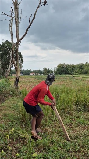 Catching birds by throwing wood #trending #animals #shortsvideos #nature