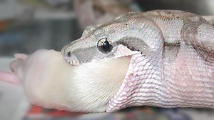 Mar 26: Boa breathing, green fire retardant vampire bat evolution and more…