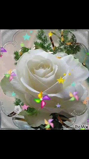 Stunning Rose Varieties: A Visual Guide to Colors