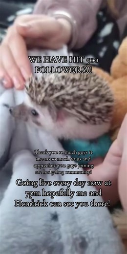 #Pygmy #hedgehog #hedgehog #pygmy #fyp We did it guys we got to 500 FOLLOWERS we are so grateful x