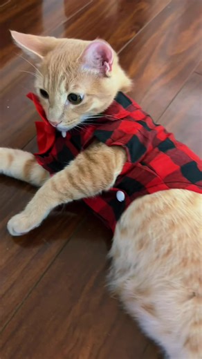 Adorable Ginger Cat Kittens Taking Over TikTok