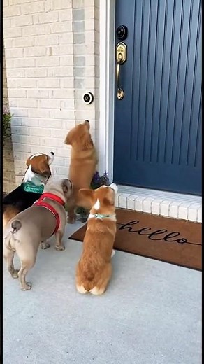 🐶 Funny Dogs Ring the Doorbell and Run Away! | Cute Dog Prank Compilation 😂