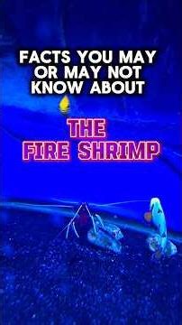 Facts You May or May Not Know About The Fire Shrimp #nature #seaanimals #sealife #facts #shorts