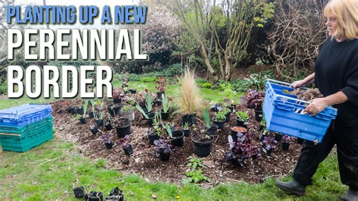 Planting up a new perennial border in red