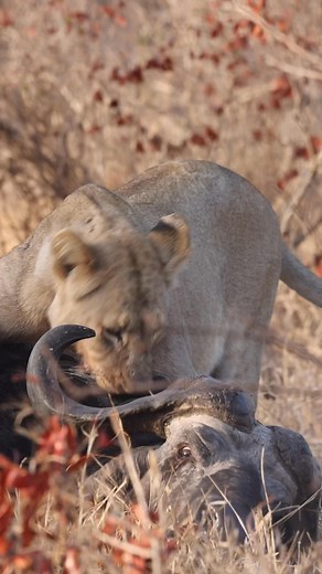 Death bellow - things where not looking good for this male buffalo, but luck was on his side, the two lions that managed to take him down where clearly out of their depth tackling a behemoth with little prior experience, not sure how to finish the kill the lions held it down for a while until the buffalo caught a second wind and fought them off to make an escape! #Lions #buffalo #hunt #safari #reels #travel #viral #animals #lions #nature #africa #explore | Forsyth Imagery