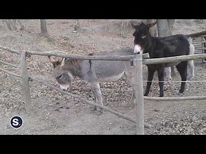 Donkey Fails