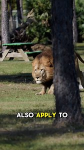 4.4K views · 83 reactions | Do Zebra Stripes Affect Lion Hunting...