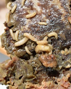 What's so harmful about this nasty meat? | Your Body On