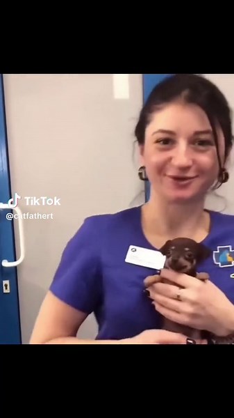 Smiling Dog Video Compilation