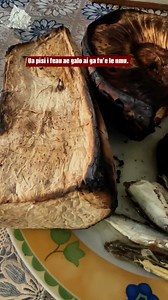 Ua mua ga pisi i feau ae galo ai ga fu’e le umu. E mo’i a ua mu ae mu ‘aiga 😆🤣🤣 | Samoa Finau