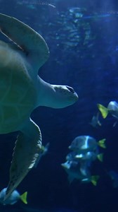 🎟️ 3 Experiencias, un solo boleto por solo $330 🌊 Descubre el mundo marino en el Acuario Inbursa y vive tres aventuras inolvidables: 🐠 Explora más de 14,000 ejemplares en el Acuario Inbursa. 🦈 Conoce leyendas como el Megalodón y el Kraken en Monstruos Marinos. 🔬 Aprende y experimenta en el Acuario Interactivo. ¡Todo esto por solo $330! 🌟 Reserva tu Pase General ahora. #AcuarioInbursa #DescubreElOceano 🌊✨ | Acuario Inbursa