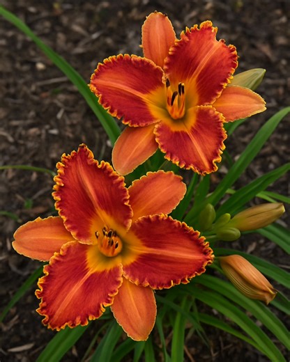 17K views · 1.2K reactions | ✨ Fiery Blooms of Daylily Magic! Each petal tells a story of sunshine, warmth, and endless beauty  Watch these stunning Daylilies dance in full bloom and fill your garden with color!   Follow Blooming Flowers Nature for more blooming beauty every day!  #Daylily #FlowerLovers #FlowerMagic #NatureLovers #NaturalBeauty #GardenInspiration | Blooming Flowers Nature | Facebook