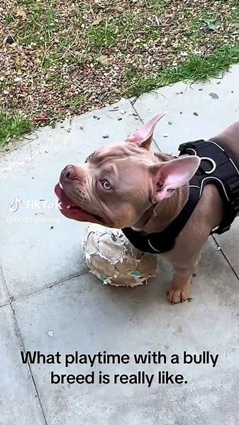 What playtime with a bully breed is really like. #dogsoftiktok