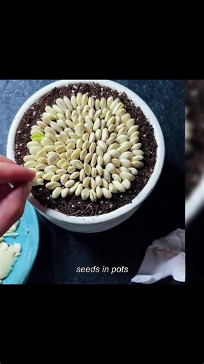 Indoor plant care tips for beginners