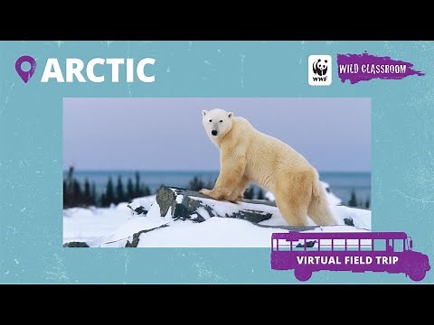 Virtual Field Trip to the Arctic