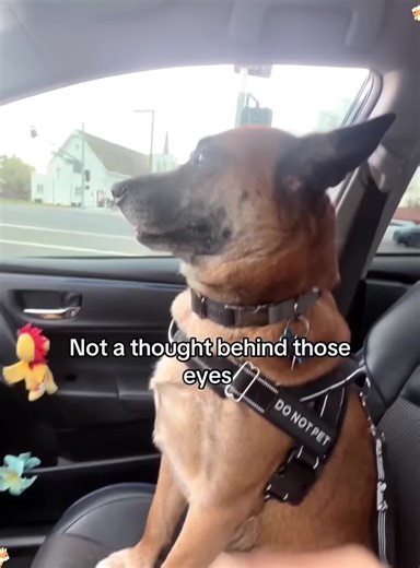 Hilarious Moments with Dramatic Dogs