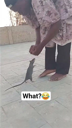 this video makes me believe that nothing is impossible again on earth 🌎 #rattraining #ratman