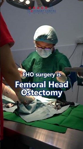 Hip Dislocation in Pets: Everything You Need to Know About FHO Surgery #vetexplains#gracevet