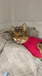 24K views · 16K reactions | Last week, we shed countless tears for...