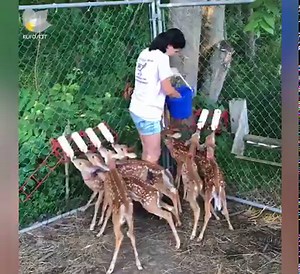 کاتێک بێچووە ئاسکەکان برسیان دەبێت 🥰 | Kurdsat Broadcasting Corporation