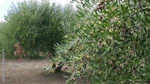 Olive tree full with olives. Olive branches with fruits on them. Olives harvesting at Crete, Greece. Fresh olives on tree, olive oil production and collection.