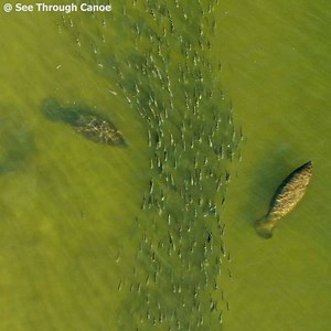 180K views · 1.5K reactions | These mullet don't realize the manatees...